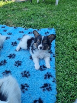 Papillon s PP ke krytí - 2