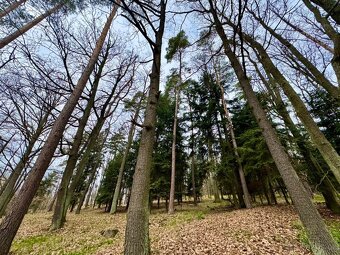 Lesní pozemek k.ú. Šerkovice 1.307m2 - 2