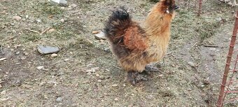 Hedvabničky slepička,kohout i NV - 2