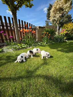 Jack Russel - 2