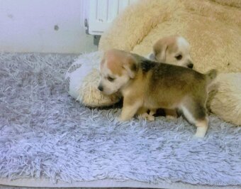 Pomeranian - 2