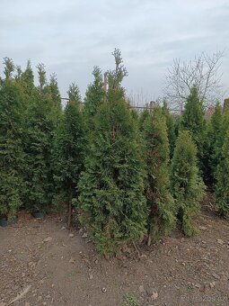 Thuja Smaragd - 2