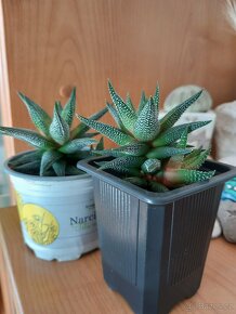 sukulent HAWORTHIA - 2