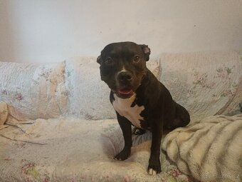 American bully pocket 4 roky s PP - 2