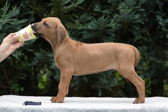 Rhodéský ridgeback s PP - nestandartni pes💙 - 2