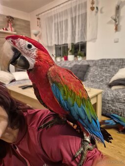 Ara zelenokřídlý (chloroptera), samec 2025 - 2