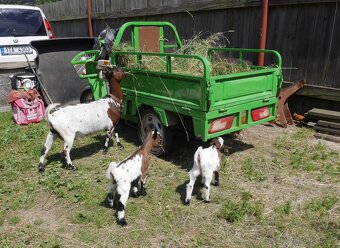 Holandská plemenná zakrslá koza - 2