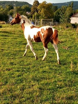 Prodám hřebečka APH - 2