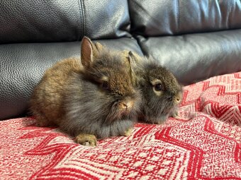 Zakrslý králík 1xsamec 1xmodrooká samička ♥️ - 2