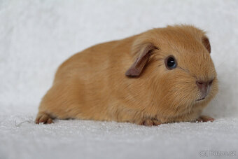 Morče, morčata, morčátko s PP - krátkosrstá - 2