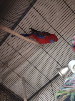 Prodám voliéru s Roselou - 2