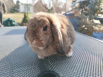 Samička Minilop - 2