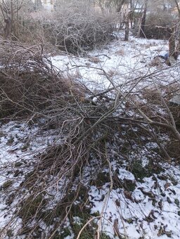 Větve na štěpkování zdarma. - 2