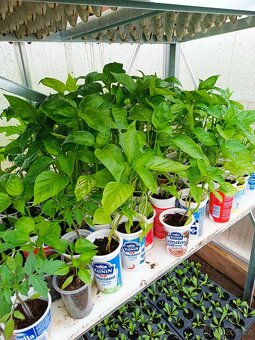 Rajčata a papriky - 2