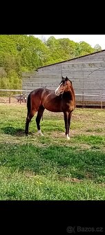 Welsh pony B - 2