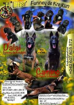 Belgický ovčák Malinois - 2