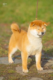 Shiba štěňata s PP ODBĚR IHNED - 2