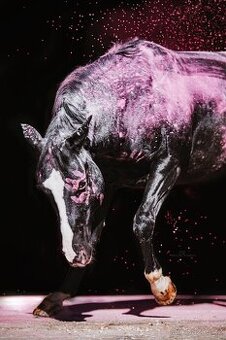 Připouštění hřebcem APPALOOSA - 2