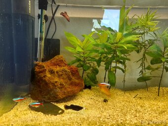 Akvarium - 2