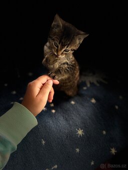 🐾 Hledá se nový domov pro kocourka Bobánka 🐾 - 2