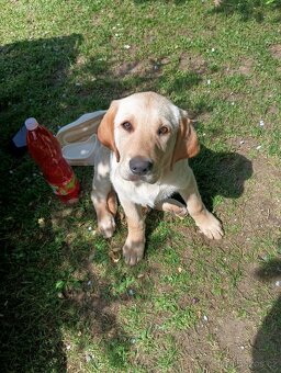 Billy  Labrador - 2