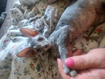 Sphynx koťátka - 2