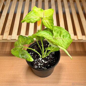 Syngonium Golden Allusion - 2