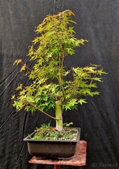 Bonsaj, Bonsai - Acer Palmatum 2 - 2