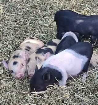 Gottingenské miniprasátka selátka - 2