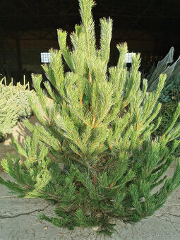 VÁNOČNÍ STROMKY - 2