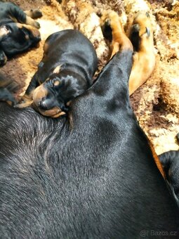 Dobrman štěňátka - 2