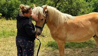 Prodám mladého haflinga s PP – hřebeček, 1,5 roku - 2