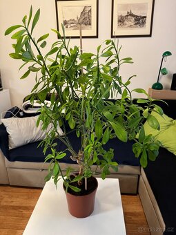 Synadenium Grantii - Gumovník - 2