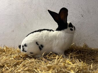 Německý obrovitý strakáč černý (NOS) - 2