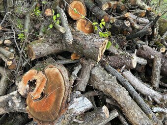 Palivové dřevo, dříví - 2