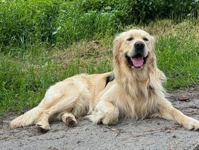 Fešák Alex hledá nevěstu - 2