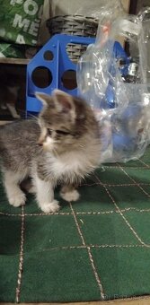 Daruji do dobrých rukou - 2