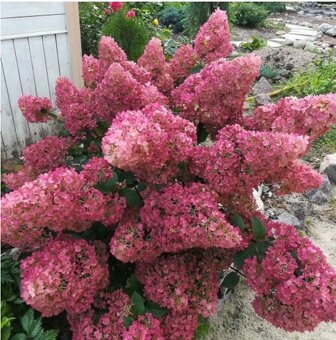 HORTENZIE LATNATA - 2