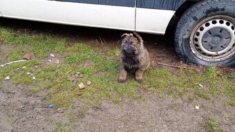 Štěňata německého ovčáka - 2