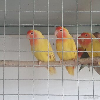 agapornis ruzohrdly - 2