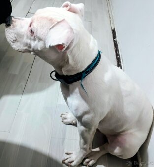 štěně staforda - 2