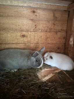 Daruji 2 králíky a 2 morčátka - 2