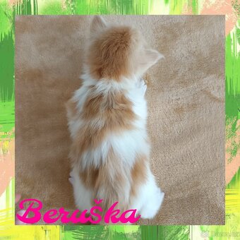 Mainská Mývalí bez PP - 2