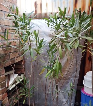 Oleandry sazenice - 2