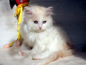 Sibiřská kočka - kocourek s PP - 2