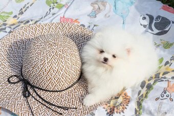 Pomeranian mini - 2