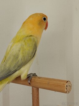 agapornis fischeri s /DNA/ Jižní čechy - 2