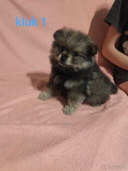 Štěňátka špic pomeranian - 2