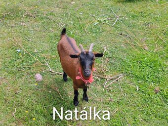 Holandská zakrslá koza - 2
