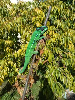 Chameleon pardálí - 2